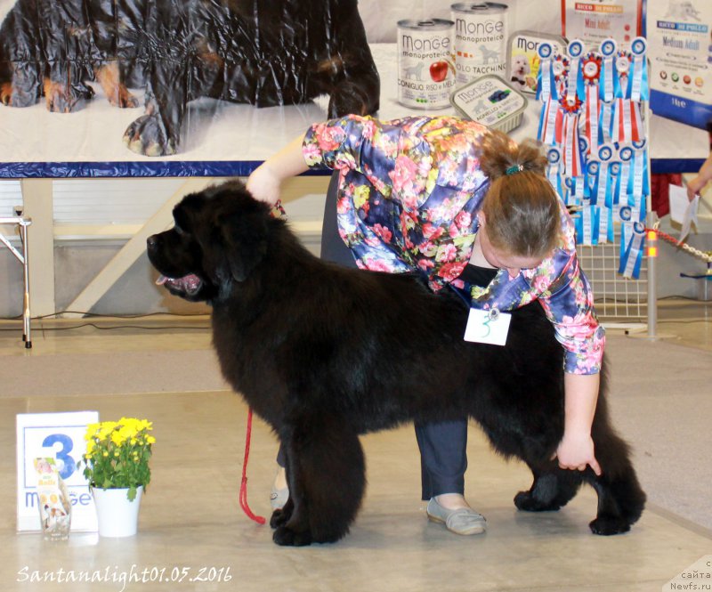 Фото: ньюфаундленд Жан-Жак с Берега Дона (Zhan-Zhak s Berega Dona)