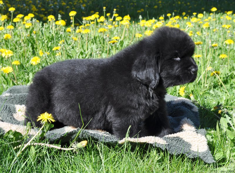 Фотография № 206942