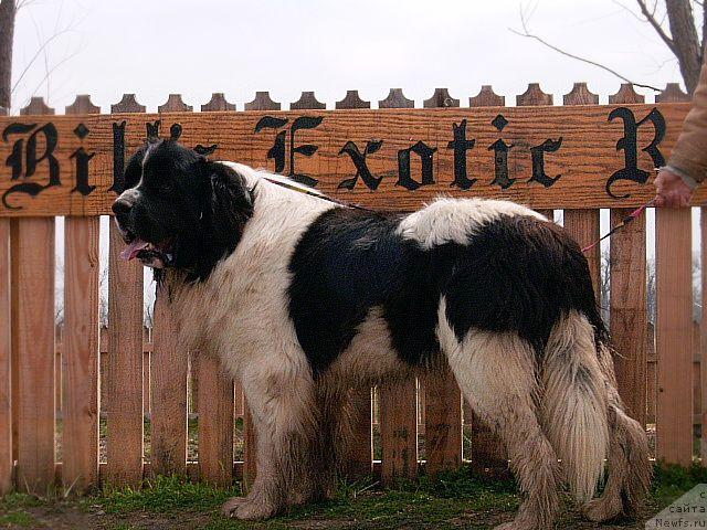 Фотография № 20695