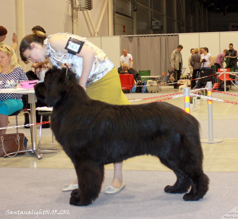 Фото: ньюфаундленд Добрый Молодец от Сибирского Медведя