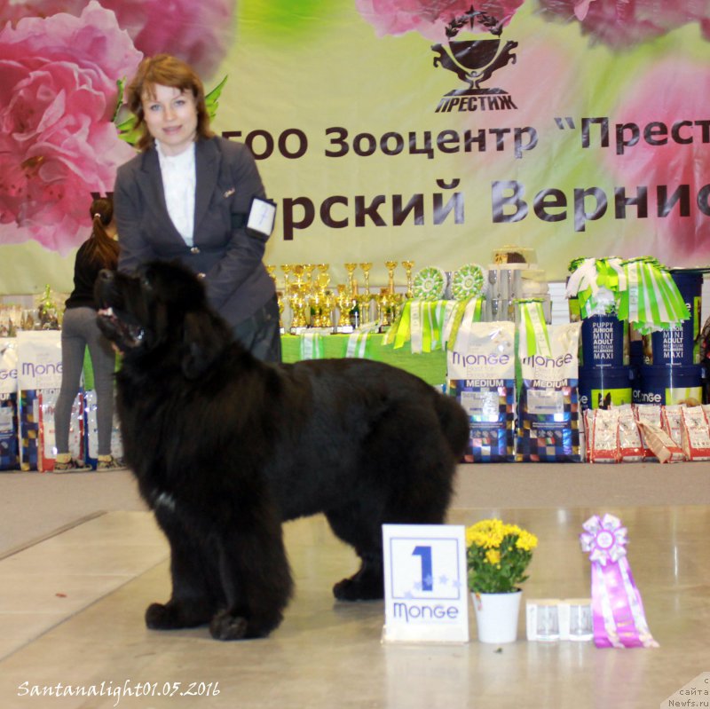 Фото: ньюфаундленд Супер Премиум Лиллихаммер (Super Premium Lillihamer)