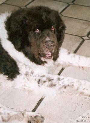 Фотография № 20696