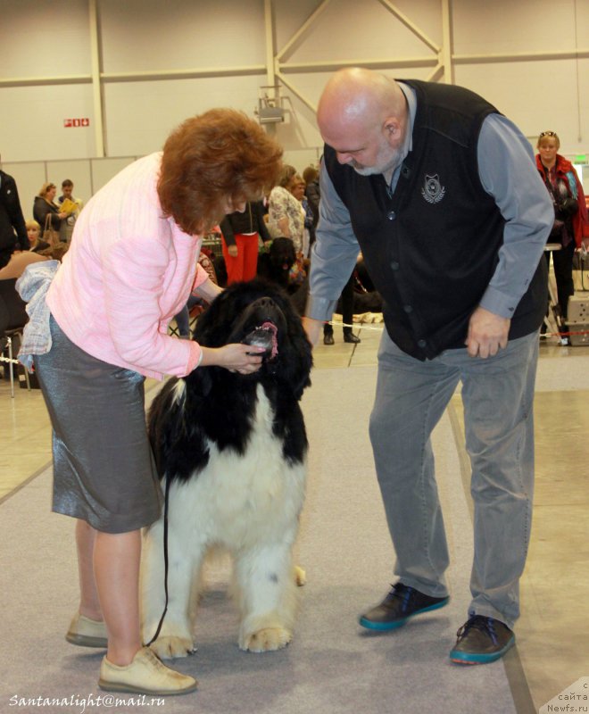 Фото: ньюфаундленд Chatkantarra Taro