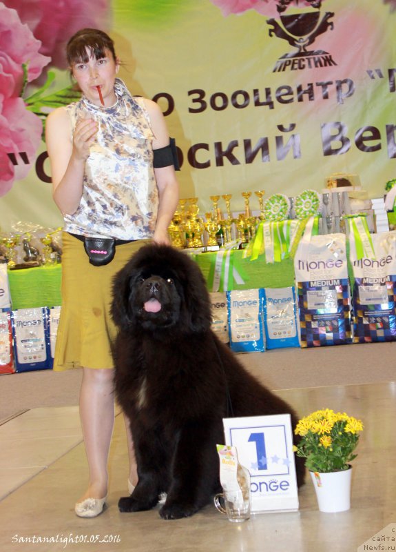 Фото: ньюфаундленд Ринглет Прайд Бэбби Долл