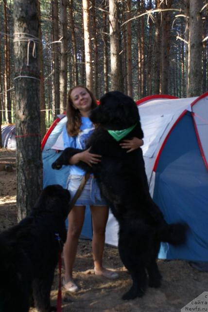 Фото: ньюфаундленд Маг Исполин Копперфильд, Катеринка Классен