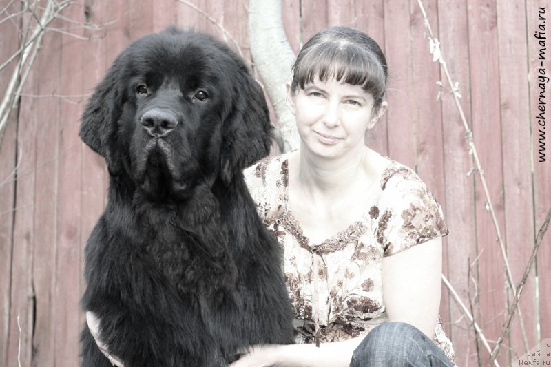 Фото: ньюфаундленд Черная Мафия Аттрактиве Повер (Chernaya Mafia Attractive Power), Юлия Наумова