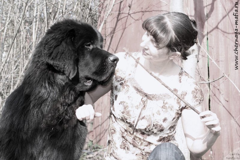 Фото: ньюфаундленд Черная Мафия Аттрактиве Повер (Chernaya Mafia Attractive Power), Юлия Наумова