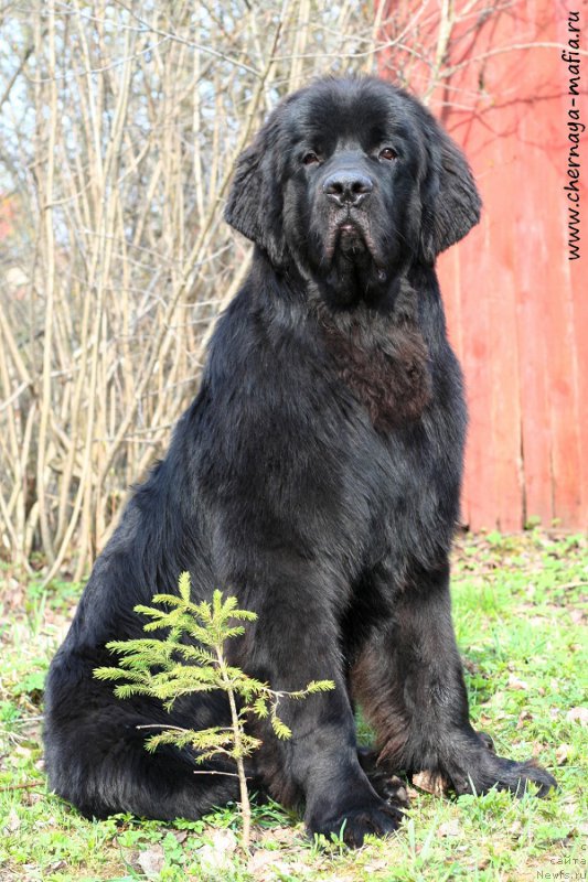 Фото: ньюфаундленд Черная Мафия Аттрактиве Повер (Chernaya Mafia Attractive Power)