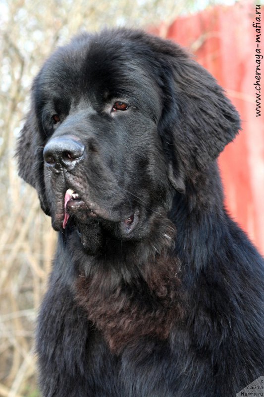 Фото: ньюфаундленд Черная Мафия Аттрактиве Повер (Chernaya Mafia Attractive Power)