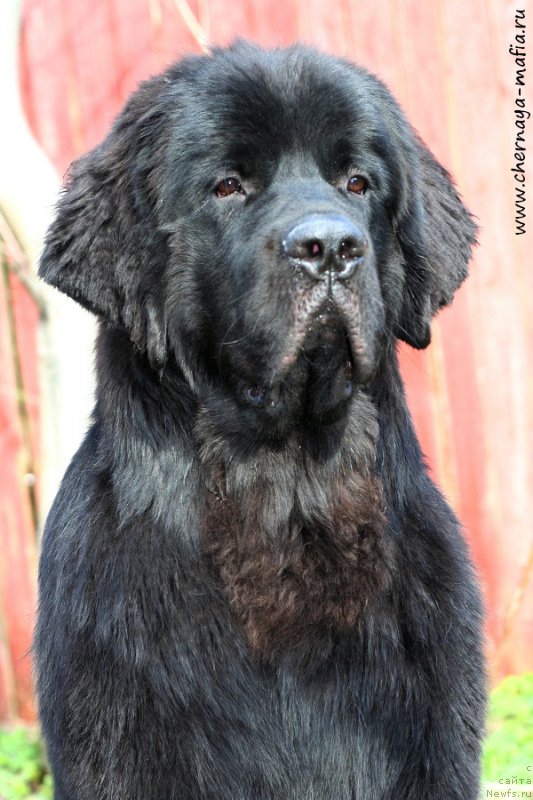 Фото: ньюфаундленд Черная Мафия Аттрактиве Повер (Chernaya Mafia Attractive Power)