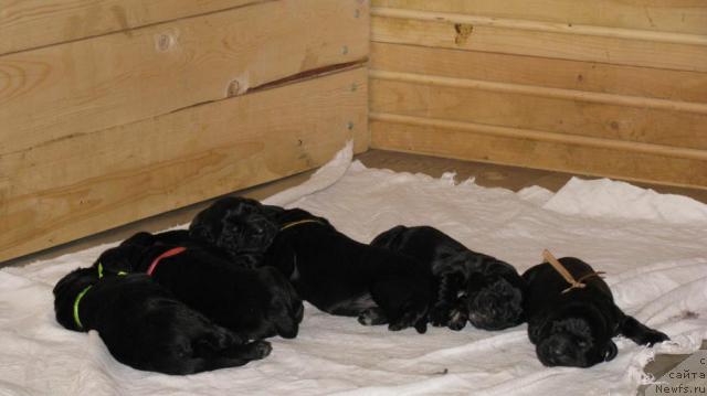 Фото: ньюфаундленд Сангрия