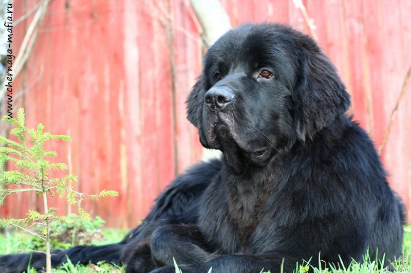 Фото: ньюфаундленд Черная Мафия Аттрактиве Повер (Chernaya Mafia Attractive Power)