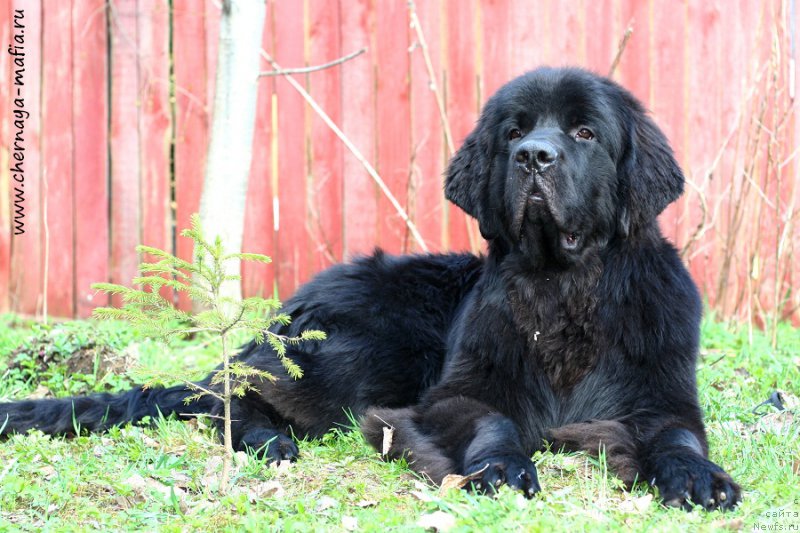 Фото: ньюфаундленд Черная Мафия Аттрактиве Повер (Chernaya Mafia Attractive Power)