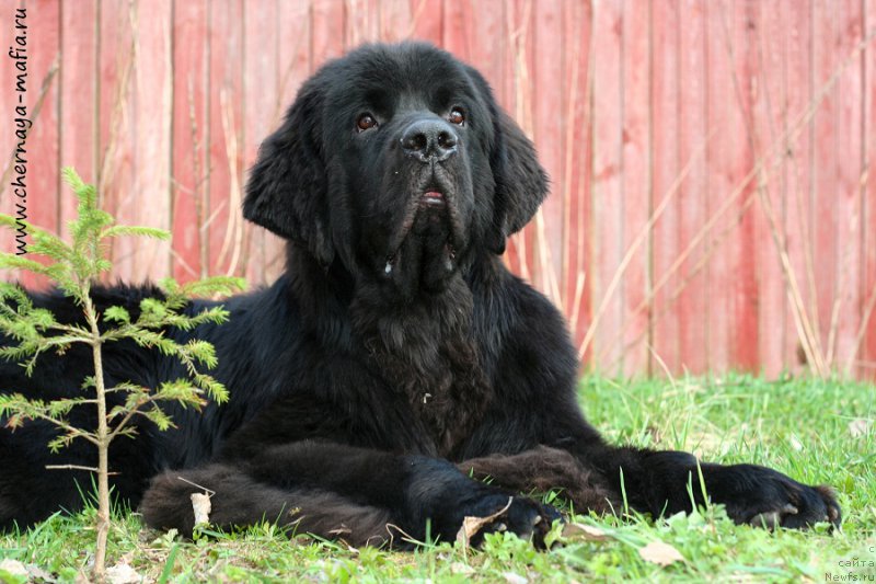 Фото: ньюфаундленд Черная Мафия Аттрактиве Повер (Chernaya Mafia Attractive Power)