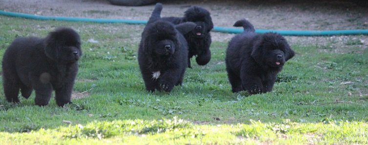 Фотография № 207009