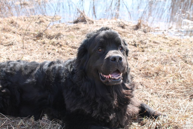 Фото: ньюфаундленд Цветок Лотоса ФраБелла из Аркаима