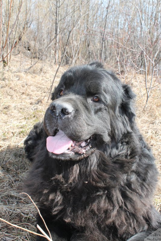 Фото: ньюфаундленд Цветок Лотоса ФраБелла из Аркаима