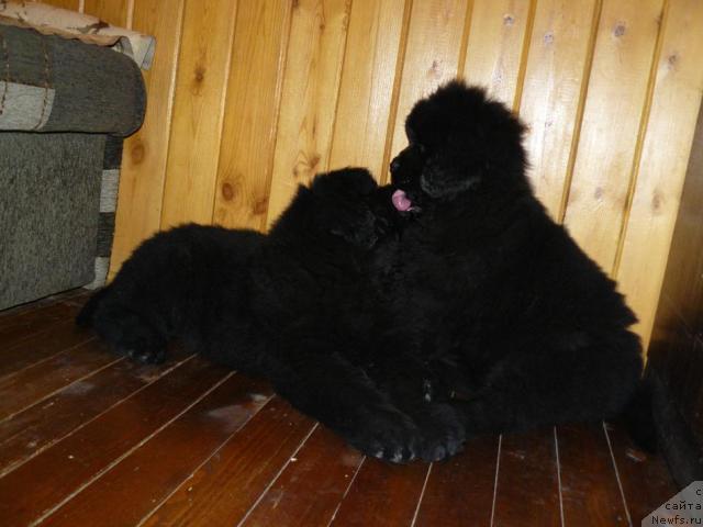 Фото: ньюфаундленд Пчёлкин Дом Восторг Души (Pchiolkin Dom Vostorg Dushi), ньюфаундленд Пчёлкин Дом Верба