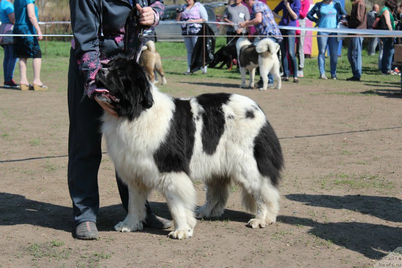Фото: ньюфаундленд Алатау от Карельских Медведей