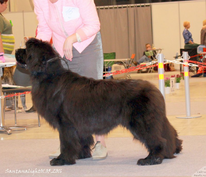 Фото: ньюфаундленд Акватория Келвин Баккара (Aquatoriya Kelvin Bakkara)