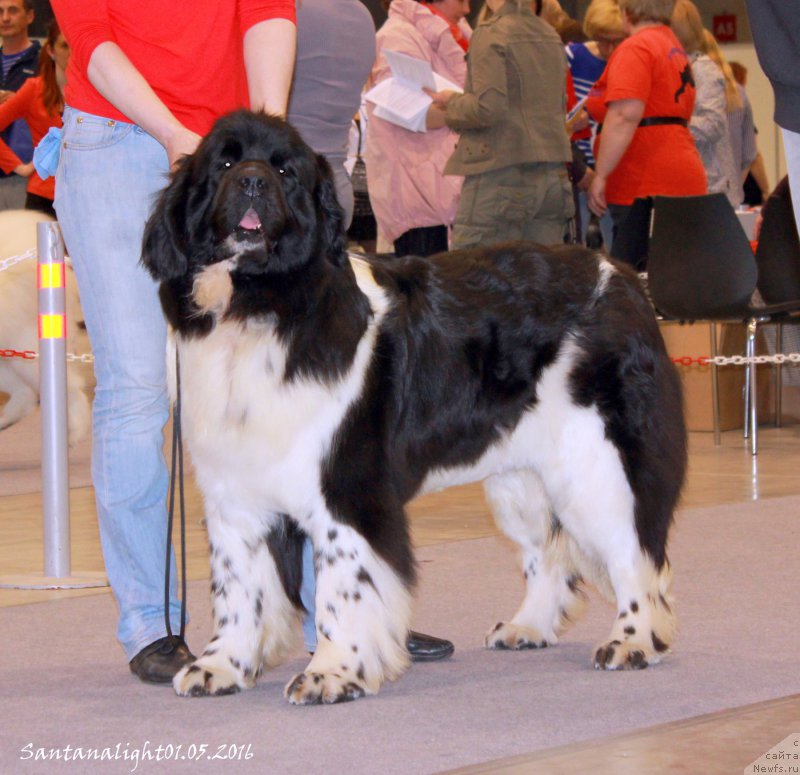 Фото: ньюфаундленд Фиаметтахауз Садахбия (Fiamettahauz Sadahbiya)