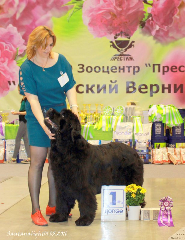 Фото: ньюфаундленд Супер Премиум Инвисибл (Super Premium Invisible)