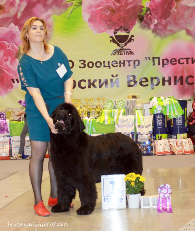 Фото: ньюфаундленд Супер Премиум Инвисибл (Super Premium Invisible)