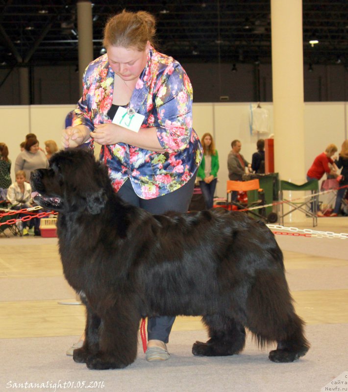 Фото: ньюфаундленд Марфа для Тихого Омута из Племени Кедра (Marfa Dlja Tihogo Omuta iz Plemeni Kedra)