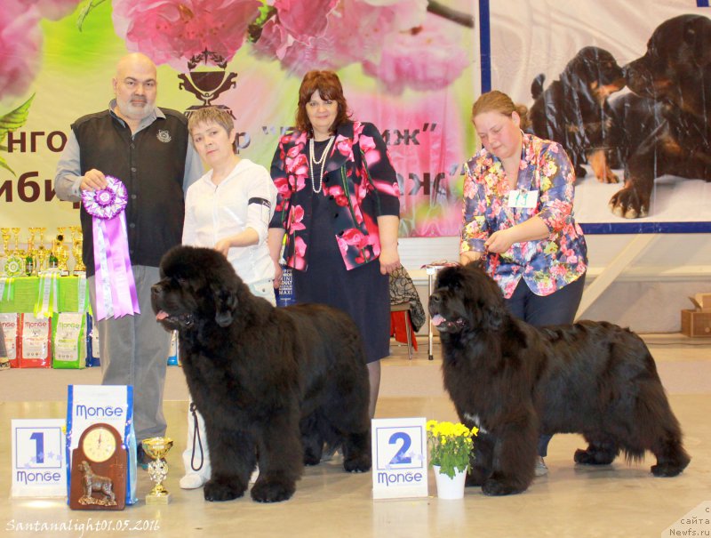 Фото: ньюфаундленд С'Нежная Вьюга Альянико Дель Вультуре (S'Nezhnaya Vjuga Alyaniko del Vulture), ньюфаундленд Марфа для Тихого Омута из Племени Кедра (Marfa Dlja Tihogo Omuta iz Plemeni Kedra)