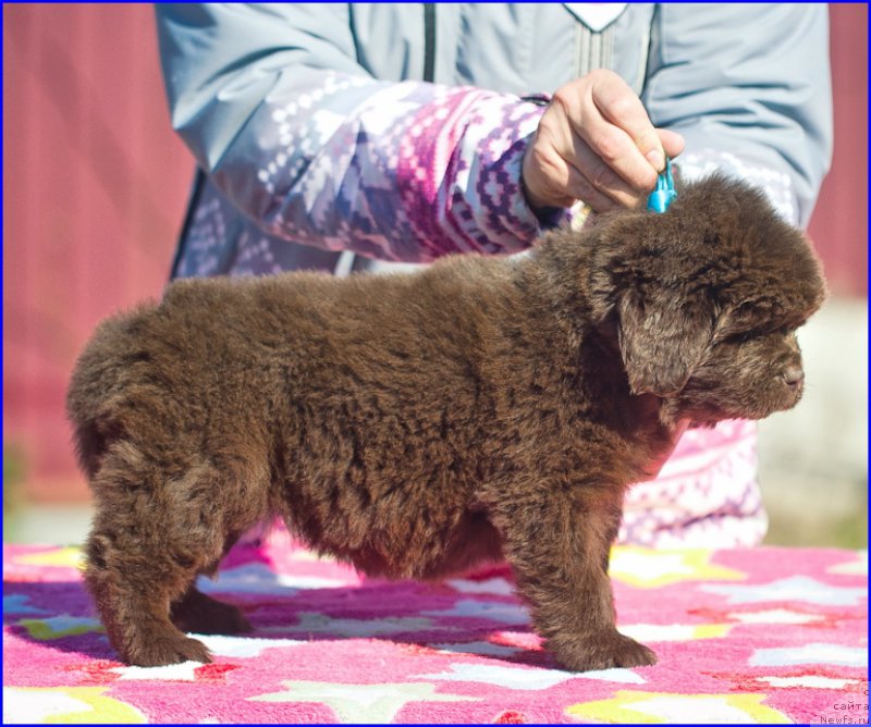 Фото: ньюфаундленд Браунблад МСК Хаким Голд Хайдар (Brownblood MSK Hakim Gold Haydar), [d11539] дети, голубая лента