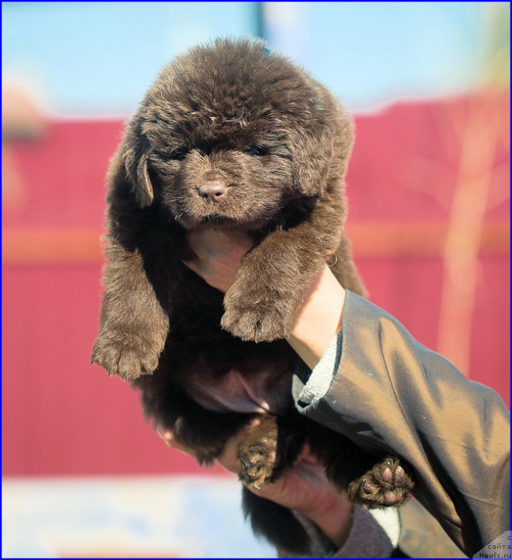 Фотография № 207042