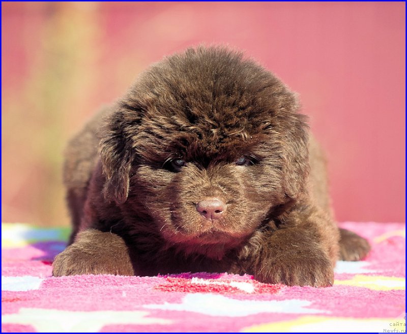Фото: ньюфаундленд Браунблад МСК Хаким Голд Хайдар (Brownblood MSK Hakim Gold Haydar), ньюфаундленд Ньюфорт Тайм'с Голд Алекса, дети
