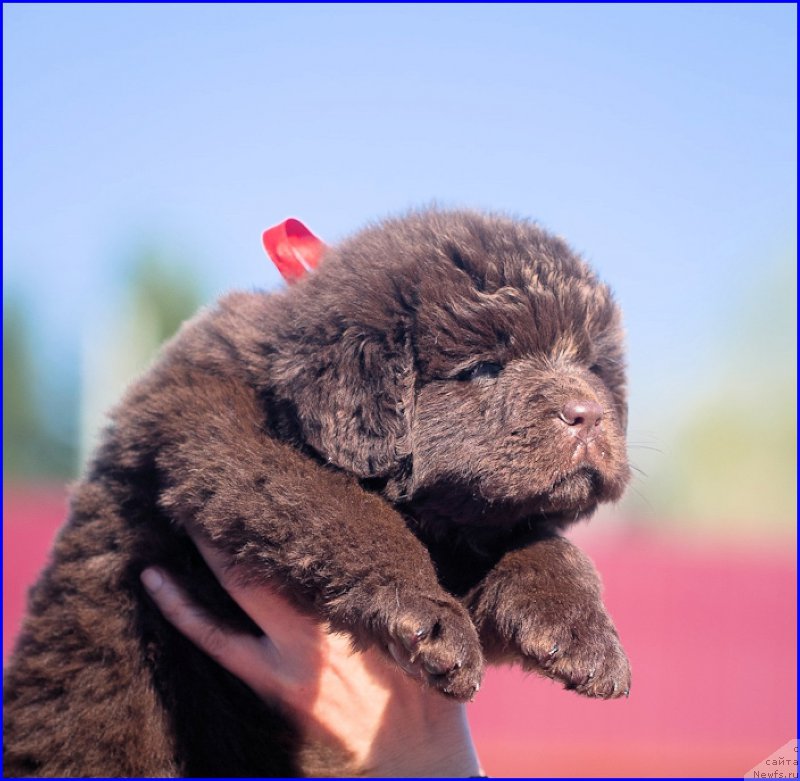 Фото: ньюфаундленд Браунблад МСК Хаким Голд Хайдар (Brownblood MSK Hakim Gold Haydar), ньюфаундленд Ньюфорт Тайм'с Голд Алекса, дети