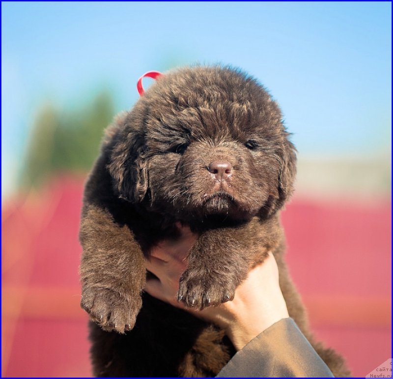 Фото: ньюфаундленд Браунблад МСК Хаким Голд Хайдар (Brownblood MSK Hakim Gold Haydar), ньюфаундленд Ньюфорт Тайм'с Голд Алекса, дети