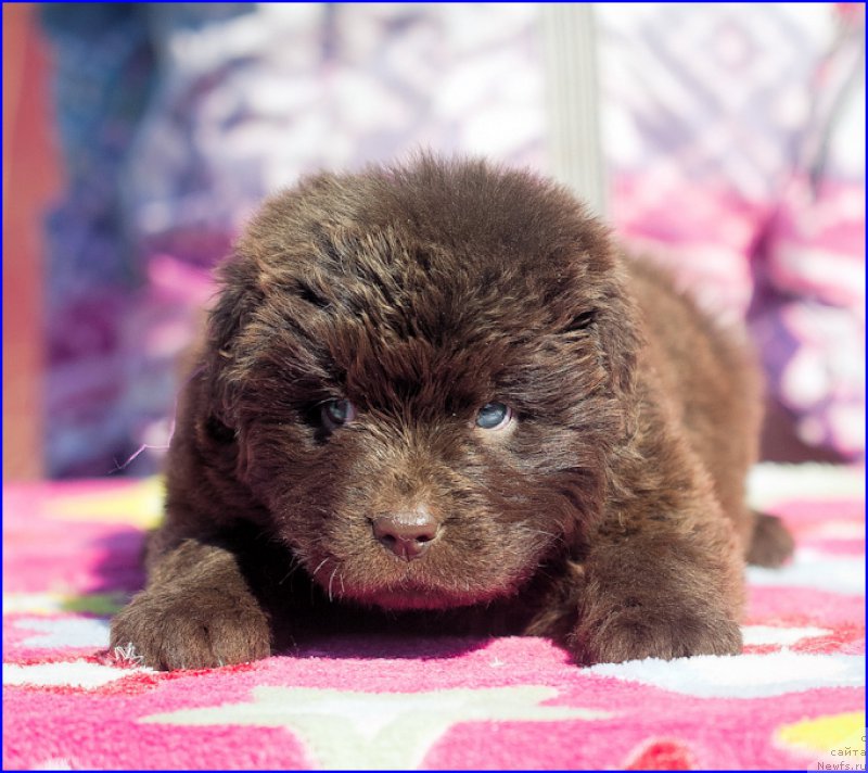 Фото: ньюфаундленд Браунблад МСК Хаким Голд Хайдар (Brownblood MSK Hakim Gold Haydar), ньюфаундленд Ньюфорт Тайм'с Голд Алекса, дети