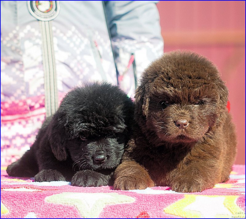 Фото: ньюфаундленд Браунблад МСК Хаким Голд Хайдар (Brownblood MSK Hakim Gold Haydar), ньюфаундленд Ньюфорт Тайм'с Голд Алекса, дети