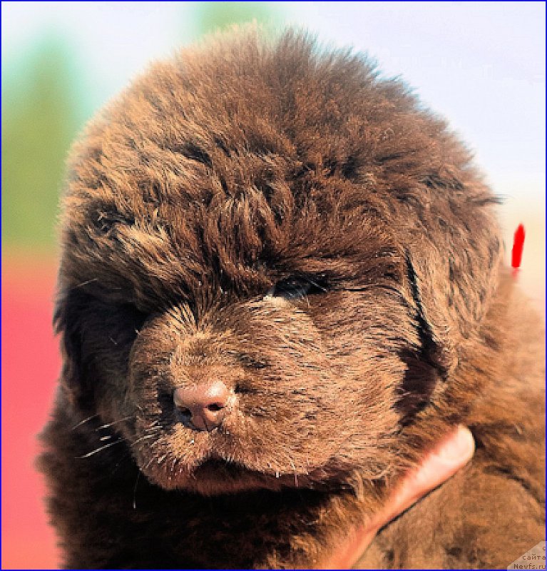 Фото: ньюфаундленд Браунблад МСК Хаким Голд Хайдар (Brownblood MSK Hakim Gold Haydar), ньюфаундленд Ньюфорт Тайм'с Голд Алекса, дети