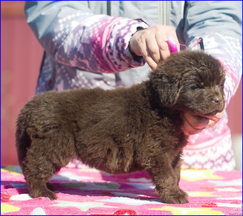 Фото: ньюфаундленд Браунблад МСК Хаким Голд Хайдар (Brownblood MSK Hakim Gold Haydar), ньюфаундленд Ньюфорт Тайм'с Голд Алекса, дети