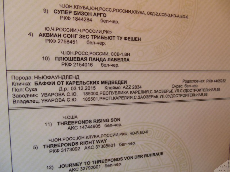 Фото: ньюфаундленд Баффи от Карельских Медведей
