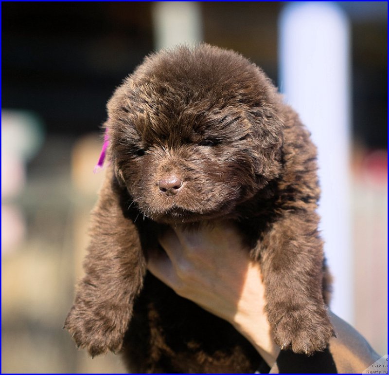 Фотография № 207061