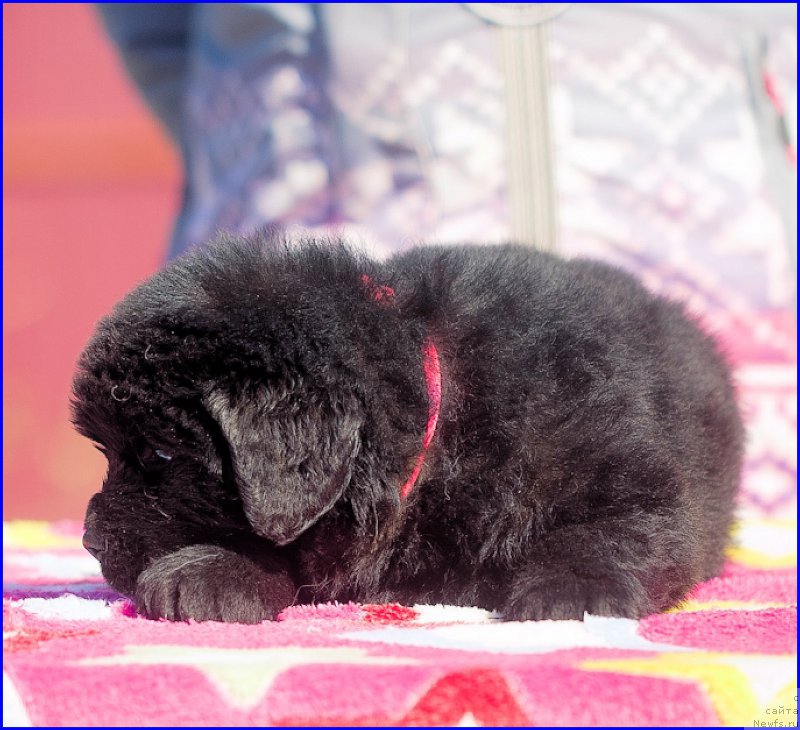 Фотография № 207068