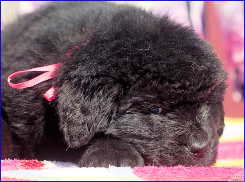 Фотография № 207069