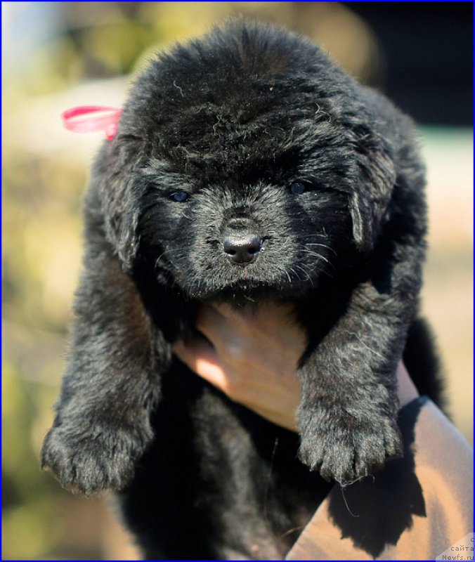 Фотография № 207074