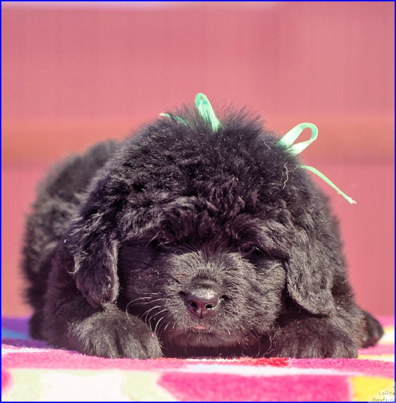 Фото: ньюфаундленд Браунблад МСК Хаким Голд Хайдар (Brownblood MSK Hakim Gold Haydar), ньюфаундленд Ньюфорт Тайм'с Голд Алекса, дети