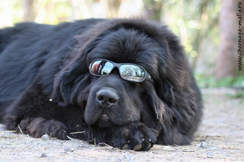 Фотография № 207077