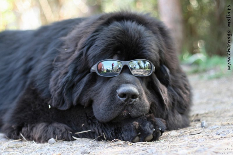 Фото: ньюфаундленд Черная Мафия Асе ин тхе Холе (Chernaya Mafia Ace in the Hole)