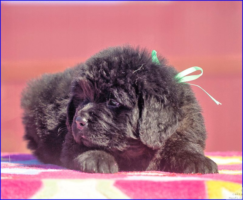 Фото: ньюфаундленд Браунблад МСК Хаким Голд Хайдар (Brownblood MSK Hakim Gold Haydar), ньюфаундленд Ньюфорт Тайм'с Голд Алекса, дети