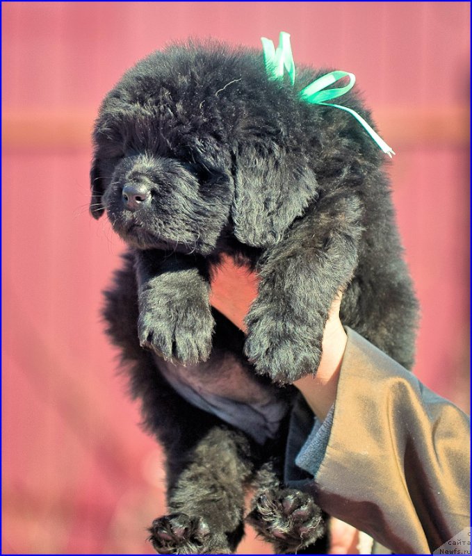 Фотография № 207082