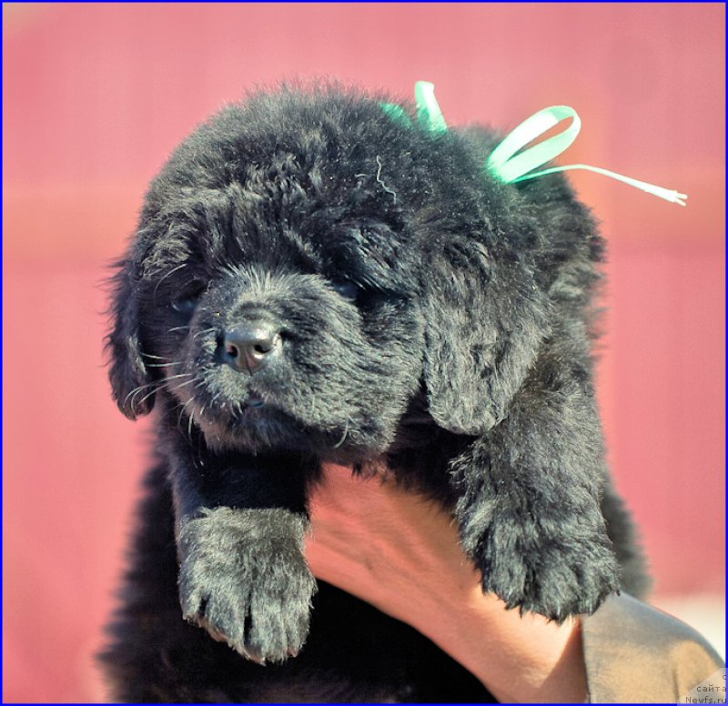 Фото: ньюфаундленд Браунблад МСК Хаким Голд Хайдар (Brownblood MSK Hakim Gold Haydar), ньюфаундленд Ньюфорт Тайм'с Голд Алекса, дети