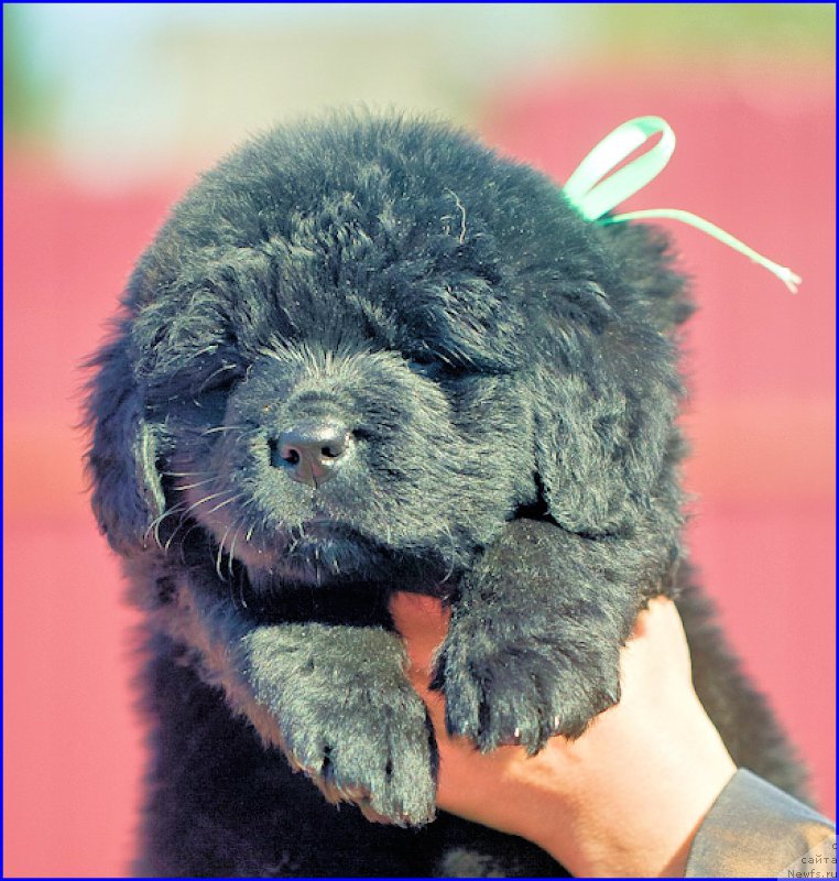 Фото: ньюфаундленд Браунблад МСК Хаким Голд Хайдар (Brownblood MSK Hakim Gold Haydar), ньюфаундленд Ньюфорт Тайм'с Голд Алекса, дети
